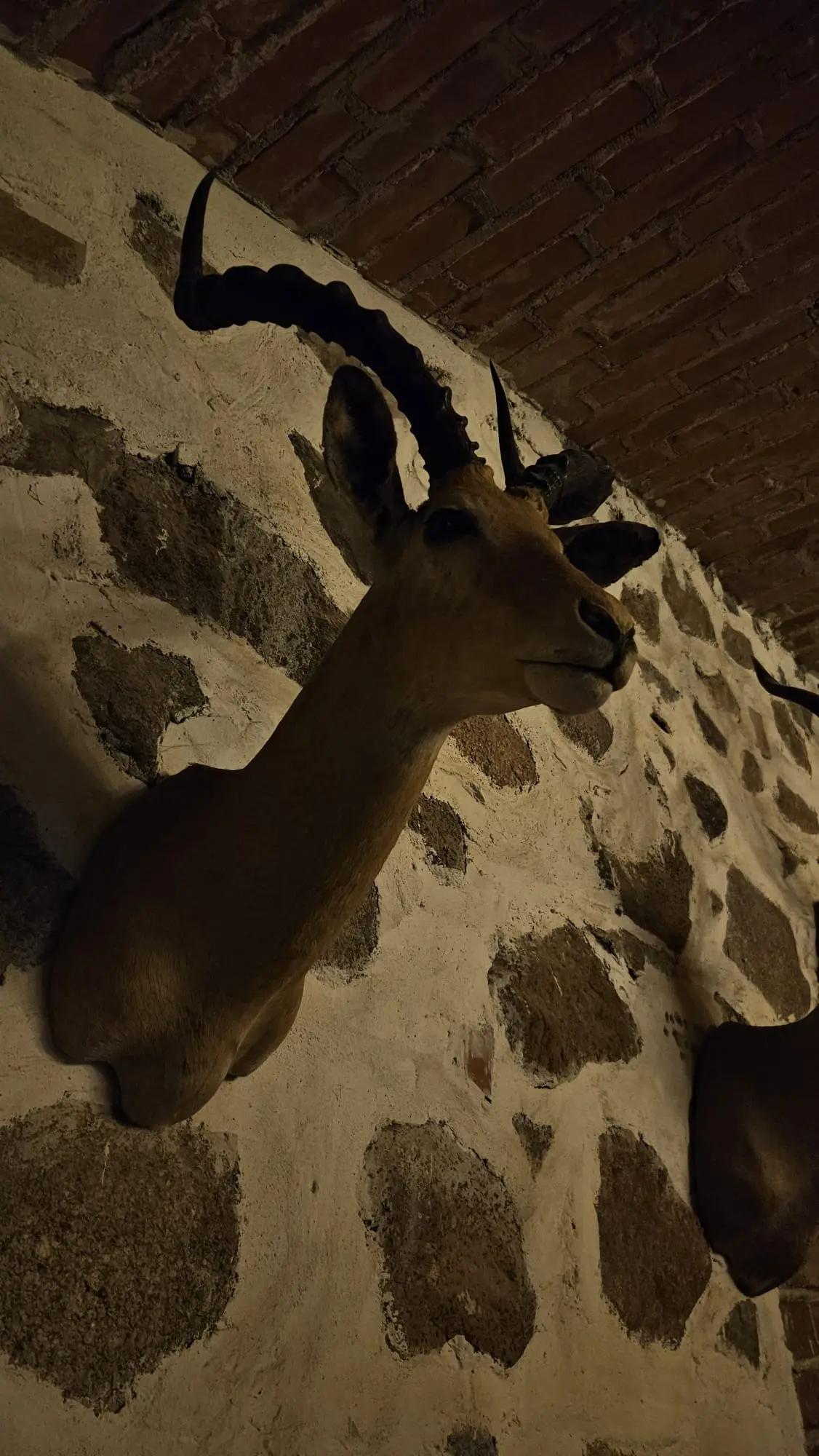Deer taxidermy.