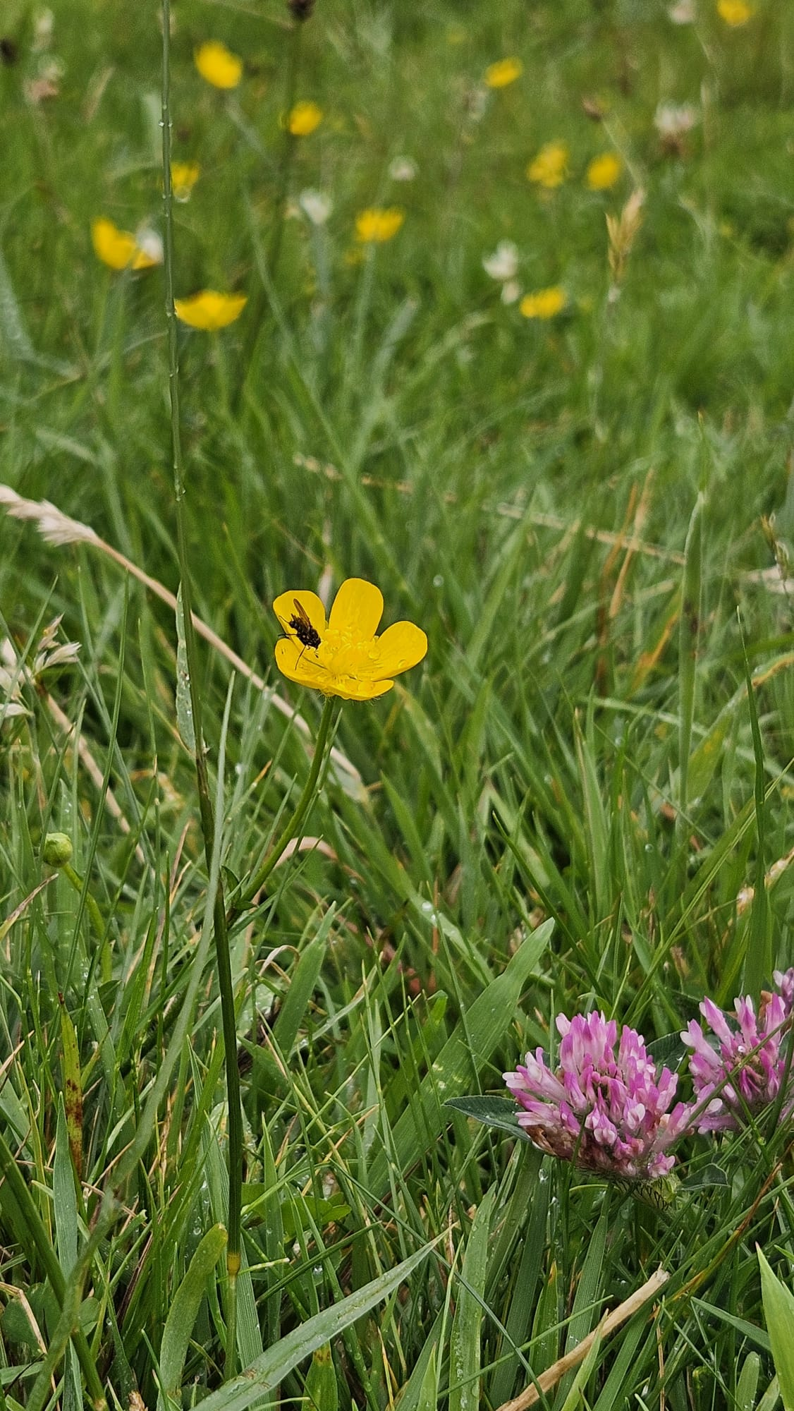 Flowers.