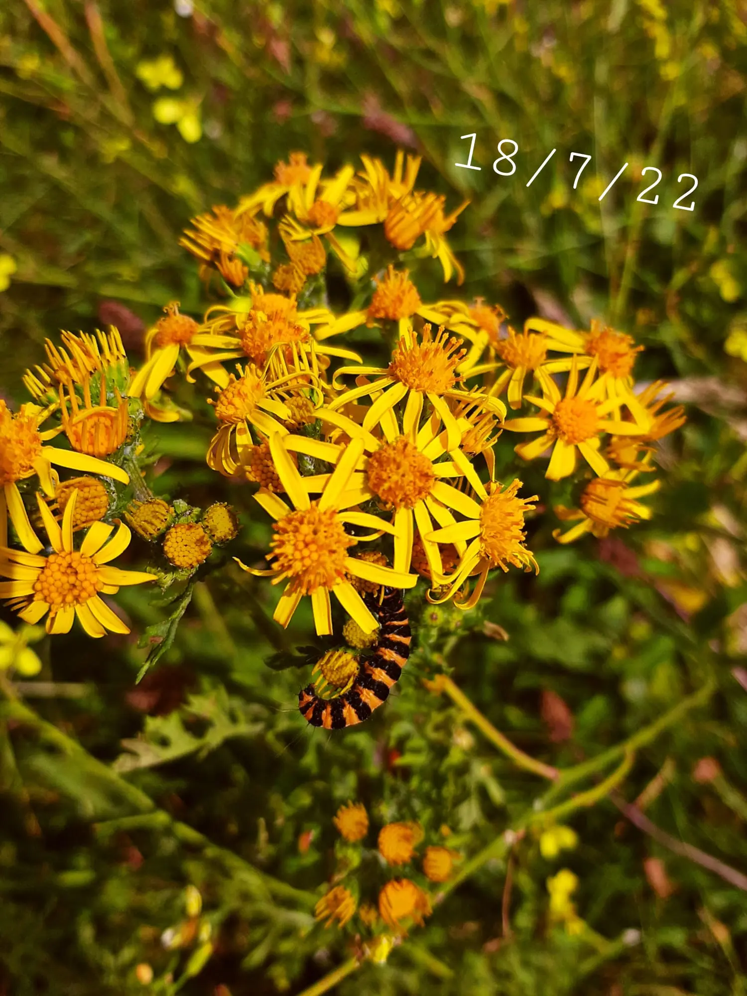 Flowers.
