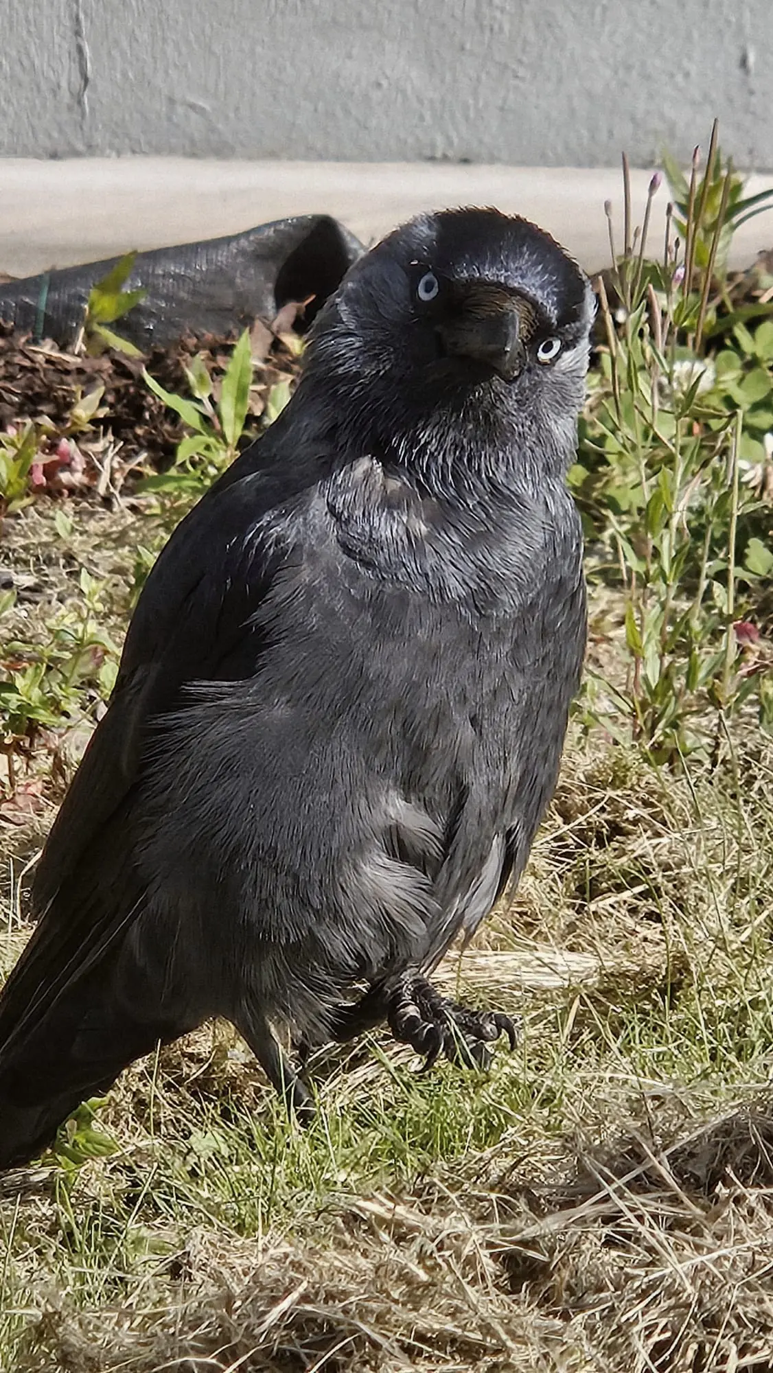 curious crowwww